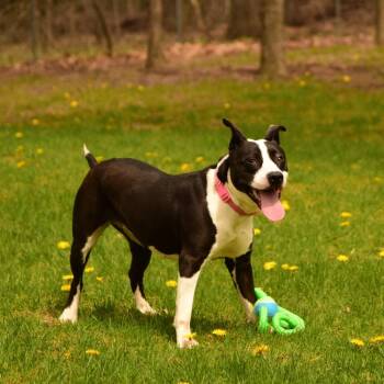 Mixed Breed Dogs Available for Adoption in Owosso, Michigan - Holly | PetCurious