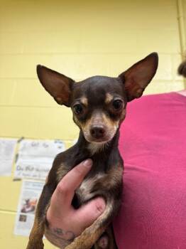 BRICK -  Chihuahua Dog for Adoption in Crossville, Tennessee - BRICK | PetCurious