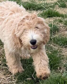 Goldendoodle Dogs Available for Adoption in Manassas, Virginia - Woodchuck (ID 50917/1081) | PetCurious