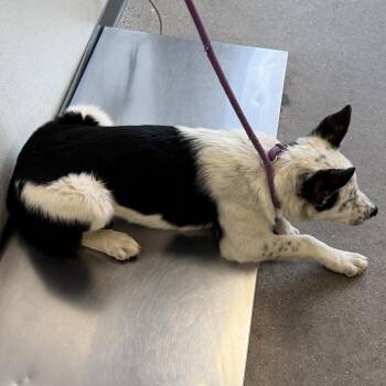 Mixed Breed Dogs Available for Adoption in Las Cruces, New Mexico - Mars | PetCurious