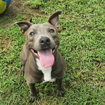 Bluey -  Pit Bull Terrier and Terrier Dog for Adoption in Willis, Texas - Bluey | PetCurious