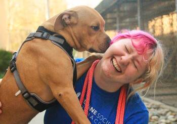 American Staffordshire Terrier and Mixed Breed Dogs Available for Adoption - Fruit Snack | PetCurious