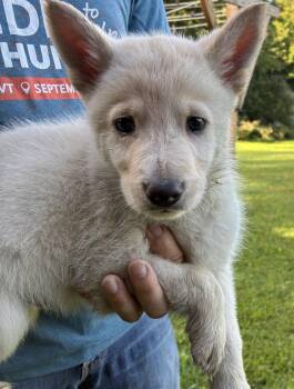 Hamilton -  White German Shepherd and Husky Dog for Adoption in Danville, Vermont - Hamilton | PetCurious