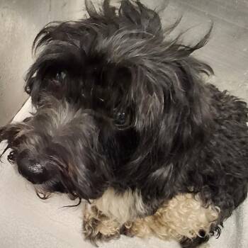 Messi -  Shih Tzu Dog for Adoption in Birmingham, Alabama - Messi | PetCurious