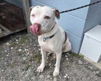 Rescue Mixed Breed Dogs for Adoption in Fernandina Beach, Florida - TOBY | PetCurious