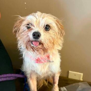 Buddy Jr. -  Yorkshire Terrier and Mixed Breed Dog for Adoption in Pearland, Texas - Buddy Jr. | PetCurious