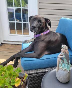 Rescue Pit Bull Terrier Dogs for Adoption in Zuni, Virginia - Stormy | PetCurious