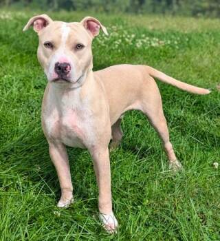 Cobbler -  Pit Bull Terrier and Mixed Breed Dog for Adoption in Mason, Michigan - Cobbler | PetCurious