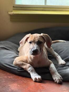 Elena (Lisa-Fostered in TN) -  Great Dane and Hound Dog for Adoption in Brighton, Tennessee - Elena (Lisa-Fostered In TN) | PetCurious