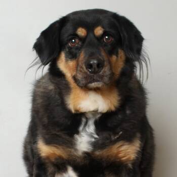 German Shepherd Dog and Rottweiler Dogs Available for Adoption in Minnetonka, Minnesota - Niki D69343 | PetCurious