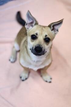 Opti in NH. Come Meet our Adoptable Dogs Wednesday-Saturday. Mor -  Chihuahua Dog for Adoption in Manchester, New Hampshire - Opti In NH. Come Meet Our Adoptable Dogs Wednesday-Saturday. Mor | PetCurious