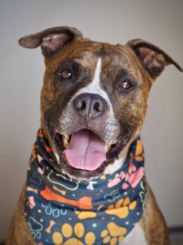 Ryder -  Boxer Dog for Adoption in Buena Vista, Colorado - Ryder | PetCurious