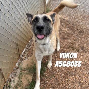 German Shepherd Dog Dogs Available for Adoption - YUKON | PetCurious