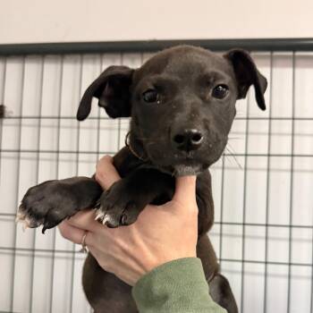 Rodia -  Mixed Breed Dog for Adoption in Columbia, South Carolina - Rodia | PetCurious