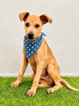 Labrador Retriever Dogs Available for Adoption in North Reading, Massachusetts - Bongo | PetCurious