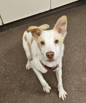Small Fry -  Labrador Retriever and Mixed Breed Dog for Adoption in South Bend, Indiana - Small Fry | PetCurious