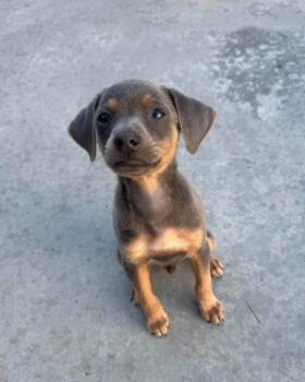 Stratton -  Miniature Pinscher Dog for Adoption in Statesboro, Georgia - Stratton | PetCurious