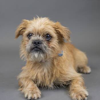 Toffee -  Terrier Dog for Adoption in Portland, Oregon - Toffee | PetCurious