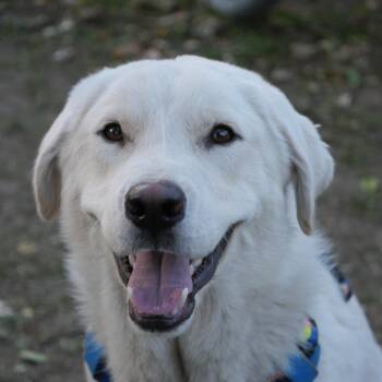 Rescue Labrador Retriever and Great Pyrenees Dogs for Adoption in Boulder, Colorado - Cobweb | PetCurious