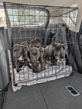 Australian Cattle Dog Blue Heeler and Pit Bull Terrier Dogs Available for Adoption in Los Angeles, California - Tofu Scramble | PetCurious