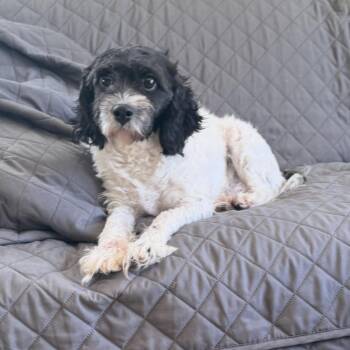 Tiana -  Poodle and Cavalier King Charles Spaniel Dog for Adoption in Cheektowaga, New York - Tiana | PetCurious