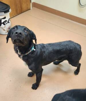 Rescue Labrador Retriever Dogs for Adoption in Kennewick, Washington - Rufus | PetCurious