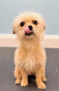 Wumbo -  Maltese and Chihuahua Dog for Adoption in Covington, Louisiana - Wumbo | PetCurious