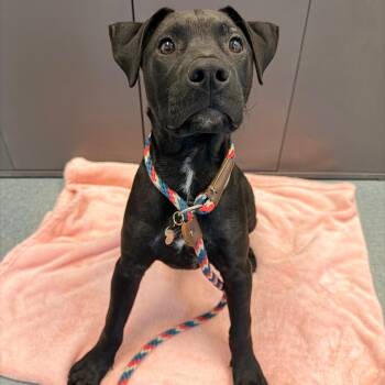 Pit Bull Terrier Dogs Available for Adoption - Anubis | PetCurious