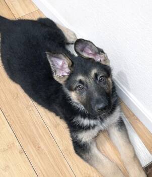 German Shepherd Dog Dogs Available for Adoption - Wilde | PetCurious