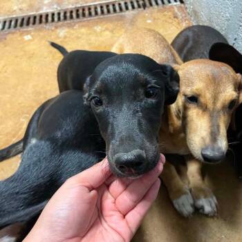 Coney C613 -  Dachshund Dog for Adoption in Allen, Texas - Coney C613 | PetCurious