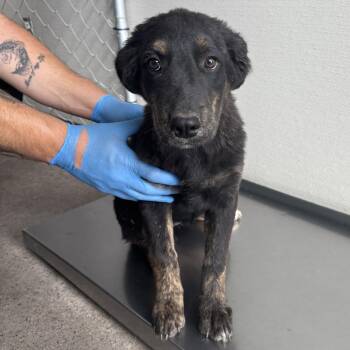 Koda -  Mixed Breed Dog for Adoption in Las Cruces, New Mexico - Koda | PetCurious