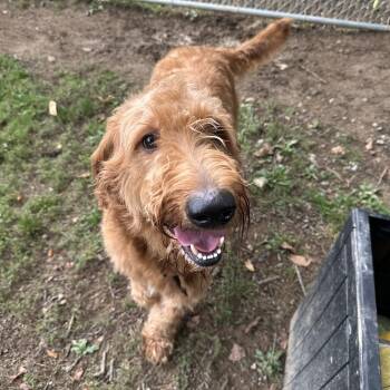 Max -  Goldendoodle Dog for Adoption in Myerstown, Pennsylvania - Max | PetCurious