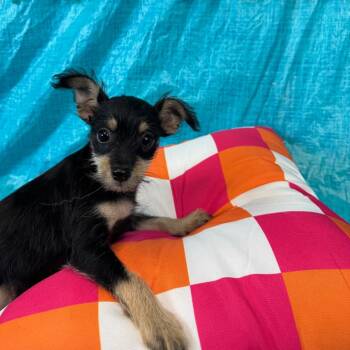 Efren -  Chihuahua Dog for Adoption in Fresno, California - Efren | PetCurious