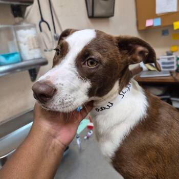 Mona -  Terrier Dog for Adoption in Birmingham, Alabama - Mona | PetCurious