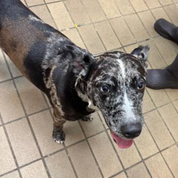 Indi -  Catahoula Leopard Dog Dog for Adoption in Birmingham, Alabama - Indi | PetCurious