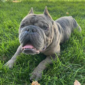 Cadet -  English Bulldog Dog for Adoption in Chaska, Minnesota - Cadet | PetCurious