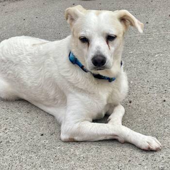 Terrier and Mixed Breed Dogs Available for Adoption in Toronto, Ontario - Janus | PetCurious