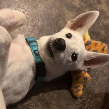 Casper -  Shepherd Dog for Adoption in Memphis, Tennessee - Casper | PetCurious