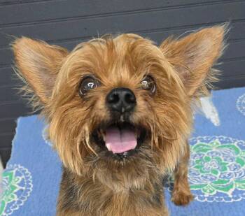 Mo -  Yorkshire Terrier Dog for Adoption in Newport, Tennessee - Mo | PetCurious