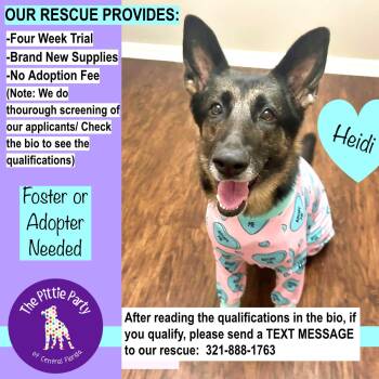 Rescue German Shepherd Dog Dogs for Adoption in Kissimmee, Florida - Heidi | PetCurious