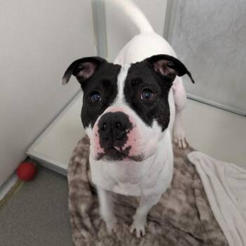 Pit Bull Terrier Dogs Available for Adoption in Des Moines, Iowa - Bojangles | PetCurious