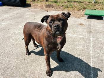Pit Bull Terrier and Mixed Breed Dogs Available for Adoption in Mckinleyville, California - TOOTSIE ROLL | PetCurious