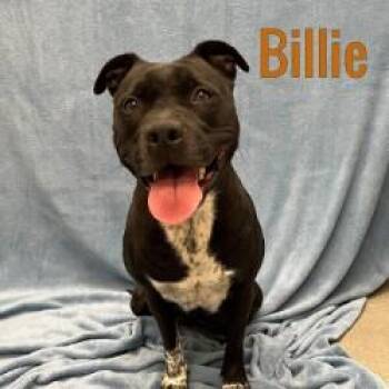 Rescue Mixed Breed Dogs for Adoption in Pleasantville, New Jersey - Billie | PetCurious