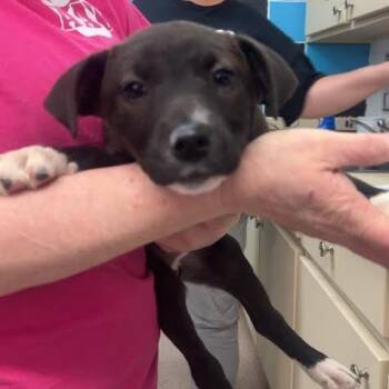 Australian Cattle Dog Blue Heeler Dogs Available for Adoption - Suzie | PetCurious