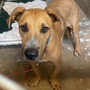 Hot Rod -  Black Mouth Cur and Dachshund Dog for Adoption in Austin, Texas - Hot Rod | PetCurious