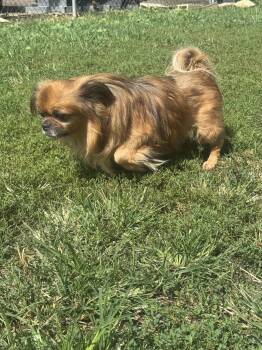 Happy -  Tibetan Spaniel Dog for Adoption in North Canton, Ohio - Happy | PetCurious