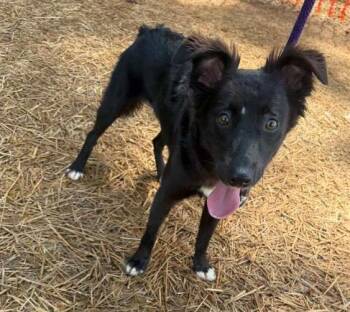 DEEDEE -  Border Collie and Mixed Breed Dog for Adoption in Charlotte, North Carolina - DEEDEE | PetCurious