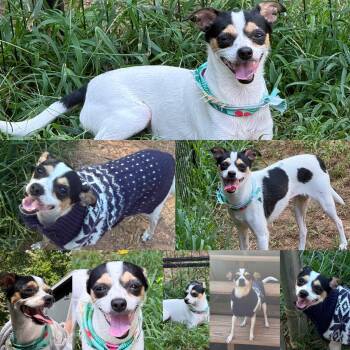 ZOEY -  Chihuahua Dog for Adoption in Stuart, Virginia - ZOEY | PetCurious
