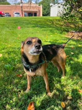 Barlow -  Terrier Dog for Adoption in Candler, North Carolina - Barlow | PetCurious