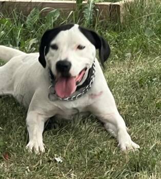 Blanca -  Labrador Retriever and Pointer Dog for Adoption in Thompson Falls, Montana - Blanca | PetCurious